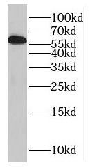 STCH Antibody - BSA Free