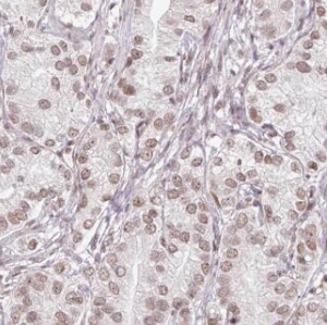 HSBP1 Antibody - BSA Free