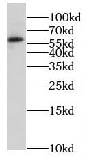 HSBP1 Antibody - BSA Free