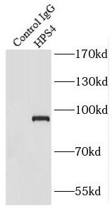 HPS4 Antibody - BSA Free