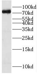 HPS1 Antibody - BSA Free