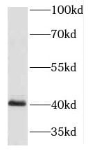 HOXA9 Antibody - BSA Free
