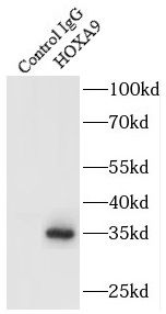 HOXA9 Antibody - BSA Free