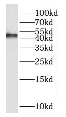 HOMER3 Antibody - BSA Free