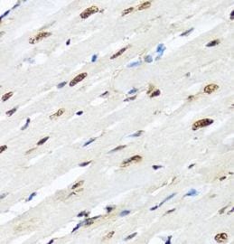 hnRNP-R Antibody - BSA Free