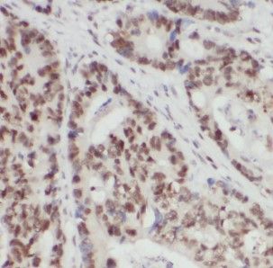 hnRNP F Antibody - BSA Free
