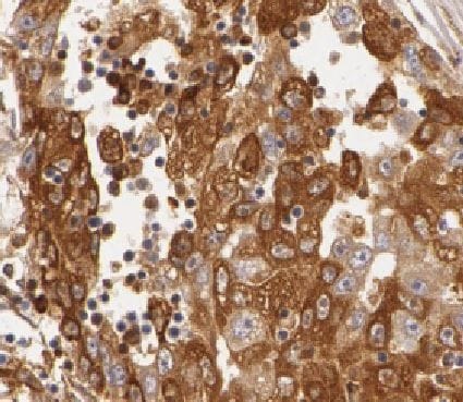 HMP19 Antibody - BSA Free