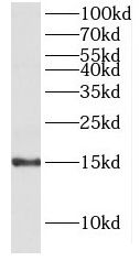 NHC Antibody - BSA Free