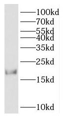 HMGN2 Antibody - BSA Free