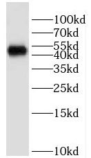HMBOX1 Antibody - BSA Free