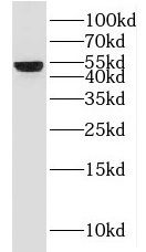 HLX1 Antibody - BSA Free