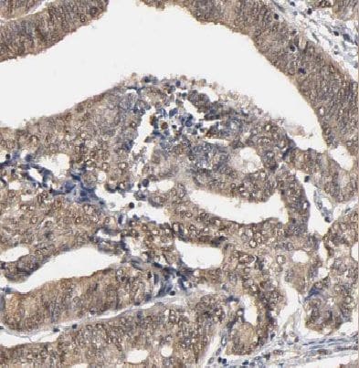HLX1 Antibody - BSA Free