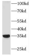 HLA DRB4 Antibody - BSA Free