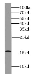 Histone 3 H2a Antibody - BSA Free