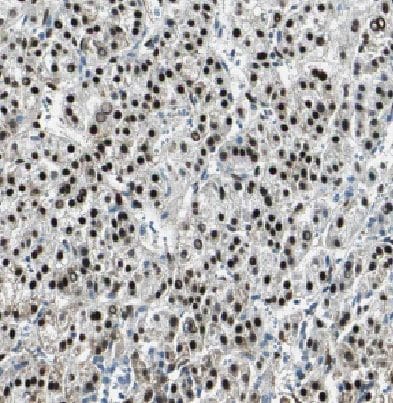 H2A Antibody - BSA Free