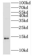 H2A Antibody - BSA Free