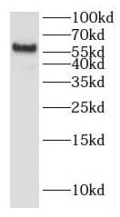 HINFP Antibody - BSA Free