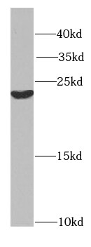 Hikeshi Antibody - BSA Free