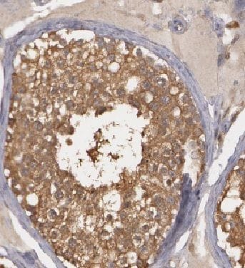 HIGD1A Antibody - BSA Free