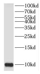 HIGD1A Antibody - BSA Free