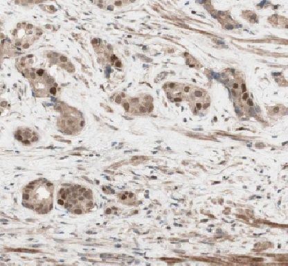 HEY2 Antibody - BSA Free