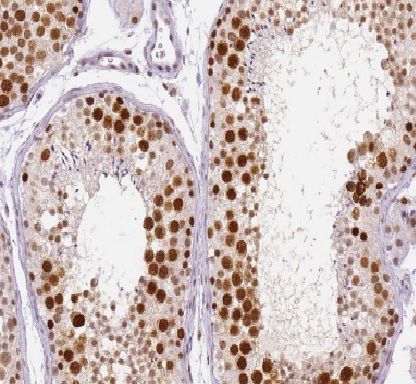 HEXIM2 Antibody - BSA Free