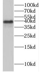HEXIM2 Antibody - BSA Free