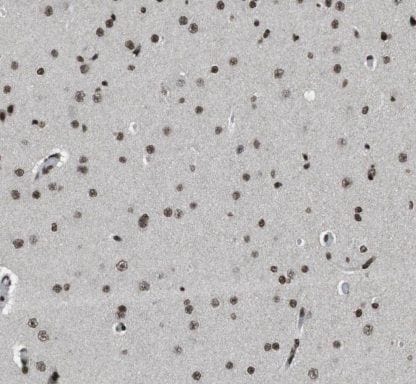 HESX1 Antibody - BSA Free