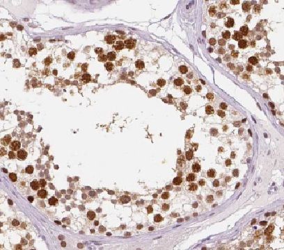 Hemogen Antibody - BSA Free