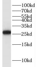 HELT Antibody - BSA Free