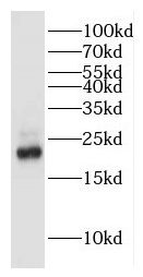 HEBP1 Antibody - BSA Free