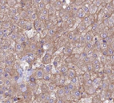 HEBP1 Antibody - BSA Free