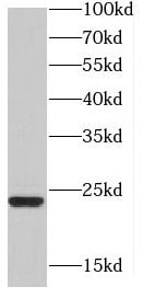 HD domain containing 2 Antibody - BSA Free