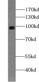 HCN2 Antibody - BSA Free
