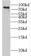 Host cell factor C2 Antibody - BSA Free