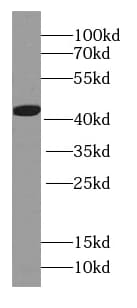 HBQ1 Antibody - BSA Free