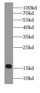 Hemoglobin mu Antibody - BSA Free