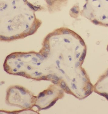 HAUS4 Antibody - BSA Free