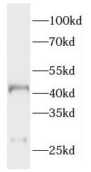 HAUS4 Antibody - BSA Free