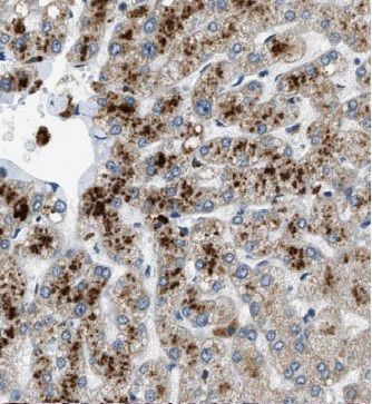 HPCL Antibody - BSA Free
