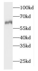 HPCL Antibody - BSA Free