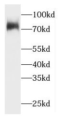 HACE1 Antibody - BSA Free