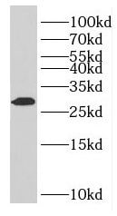 Granzyme M Antibody - BSA Free