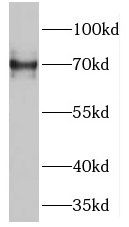 GUF1 Antibody - BSA Free