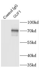 GUF1 Antibody - BSA Free
