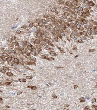 GUF1 Antibody - BSA Free
