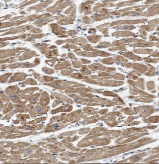 GUCY2F Antibody - BSA Free