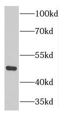 GTPBP3 Antibody - BSA Free