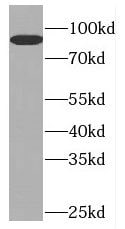GTF3C4 Antibody - BSA Free