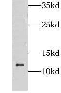 GTF2A2 Antibody - BSA Free